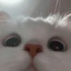 Random Cat 🐱💥 10