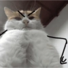 📌🌈🐈✨️Gatos Funny Mood✨️🐈‍⬛🌈 10