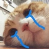Sad cats and kittens 😭 7