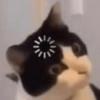 Gatos memes 23