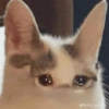 📌🌈🐈✨️Gatos Funny Mood✨️🐈‍⬛🌈 30