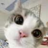 hop