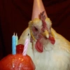 Galinha Fofa Reações 🐔 13