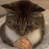 Random Cat 🐱💥 8