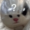Gatos memes 21