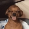 Reações dogs 🐾 14