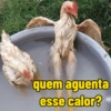 quem aguenta esse calor?