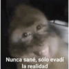 Nunca sané, sólo evadí la realidad
