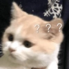 Gatos memes 15