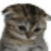 Gatitos. | @ocenferios  Haki. 6