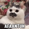 Kucing Anomali 4 7