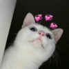 Bichinhos apaixonados 💖 11