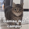 Meme Kucing Indo🐱 8