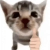 Gatos memes 29