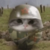 Gatos memes 28