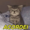 Reações, memes e deboche  11