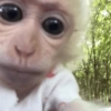Macaquinho 🙊 5