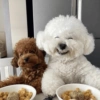🐶 TÚ Y YO VERSIÓN PERRITOS 🐾 13