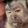 Macaquinhos fofos 🤣😍 12