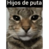 Funny cats - Pak 2 11