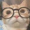 📌🌈🐈✨️Gatos Funny Mood✨️🐈‍⬛🌈 11