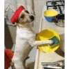Reações dogs 🐾 11