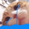 📌🌈🐈✨️Gatos Funny Mood✨️🐈‍⬛🌈 21
