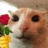 Fih 19