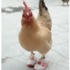 Galinha Fofa Reações 🐔 11