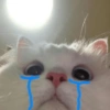 Sad cats and kittens 😭 8