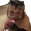 MACAQUINHOS🐒 12