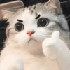 📌🌈🐈✨️Gatos Funny Mood✨️🐈‍⬛🌈 25