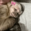 Macaquinhos fofos 🤣😍 11