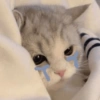 📌🌈🐈✨️Gatos Funny Mood✨️🐈‍⬛🌈 8