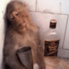 Reações de macaco | monkey 🐒 14