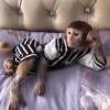 Macaquinhos fofos 🤣😍 6