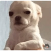 Reações dogs 🐾 9