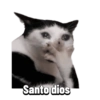 Michis memes 😹😼 14