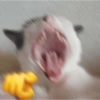 📌🌈🐈✨️Gatos Funny Mood✨️🐈‍⬛🌈 29