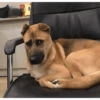 Reações dogs 🐾 7