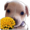 🌻💐 Желтые цветы 3 💐🌻 9