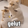 gelut