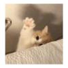 Kucing Lucu 1 7