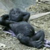 Macaquinhos fofos 🤣😍 13