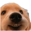 Random para whatsapp 🐶 13
