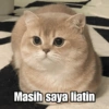 Meme Kucing Cute 🐱 9