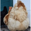 Galinha Fofa Reações 🐔 23