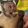 MACAQUINHOS🐒 15