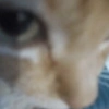 Gatitos. | @ocenferios  Haki. 7