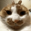 Kucing Anomali 4 6